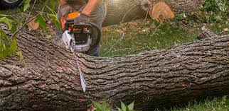 Best Tree Maintenance Programs  in Newport, VT