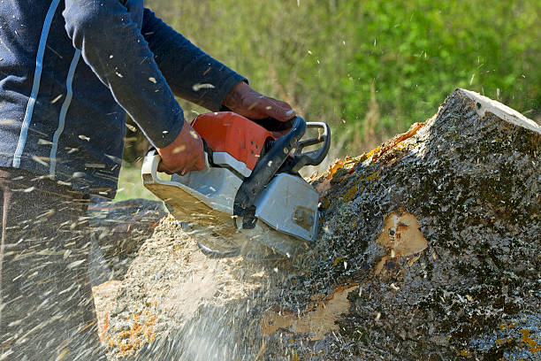 Why Choose Our Tree Removal Services in Newport, VT?